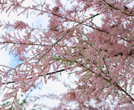 Springtime image with branches of pink blossomの写真素材