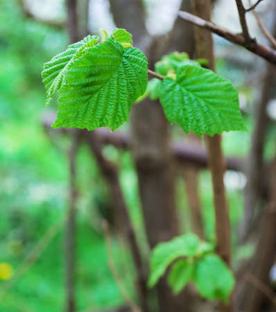 Springtime green new born hazel leavesの写真素材