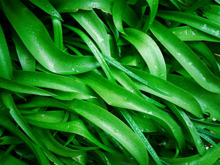 Background with wet green curved leavesの写真素材