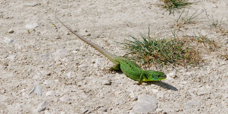 Bright green western Green Lizard on sandy background