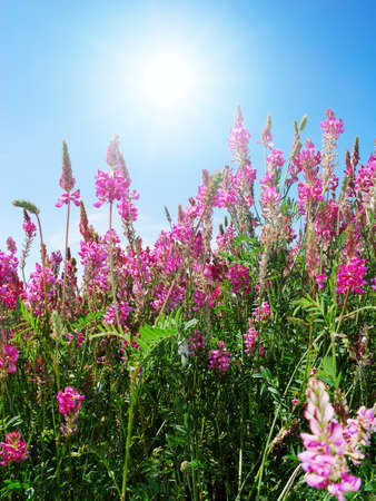 Pink flowers in a meadow with bright sun shining aboveの写真素材