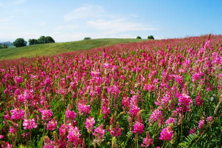 Landscape from center Italy with field full of pink "Hedysarum coronatum" flowersの写真素材
