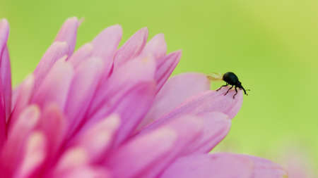 Little black beetle with open wings among the petals of a large pink flower (selective focus on beetle)の写真素材