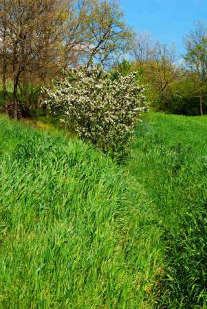 Green springtime image with flowered bushの写真素材