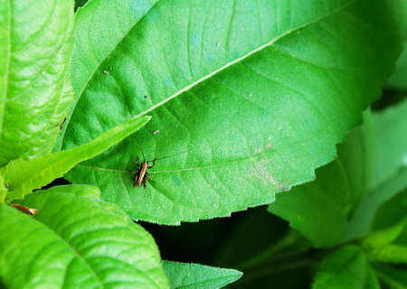 Tiny striped grasshopper on large green leavesの写真素材