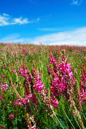 Pink flowers in a meadow with bright blue skyの写真素材