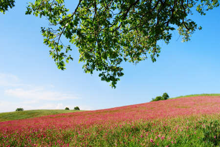Early summer landscape from center Italy with cultivated land and tree branchesの写真素材