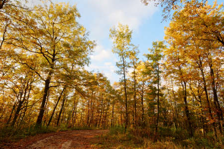 Golden oak tree forest in autumn with little laneの写真素材