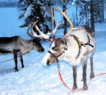 Lapland New Year's deer, isolated.の写真素材