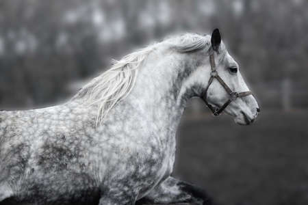gray horse on a blurred background, running, sport.の写真素材