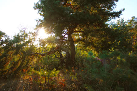 a pine forest, a sunny day.の写真素材