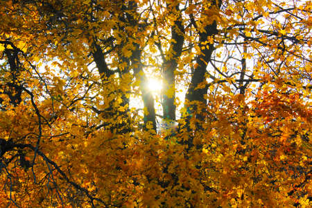 maple with bright yellow leaves.の写真素材