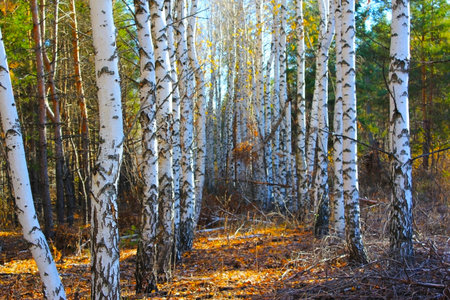 birch grove in autumn, fir forest dry grass.
