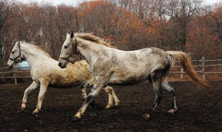 gray horses with red spots, autumn backgroundの写真素材