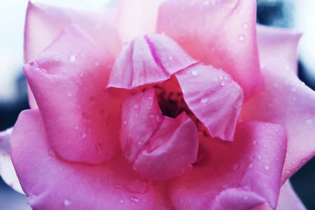  macro, pink rose, dew on petalの写真素材