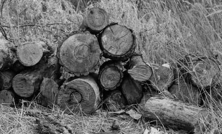 Stacked up on top of each other in a pile of eucalyptus wood for background.Black and white photo.の写真素材