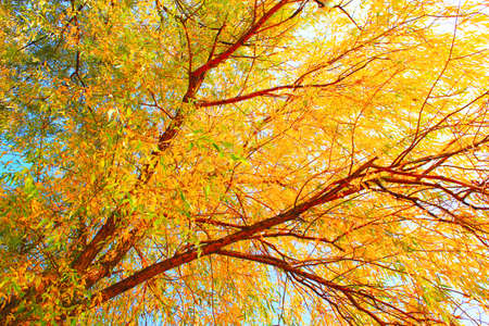 autumn landscape, willow yellow on a blue backgroundの写真素材