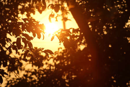 Branches of apple trees are buried in sunny evening rays.の写真素材