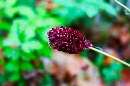 purple flower on a blurred background.の写真素材