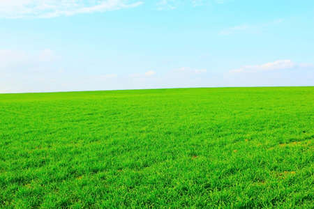 green; grass; outdoor; sky.の写真素材