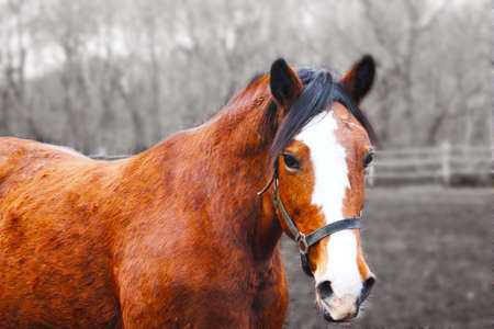 red horse, on a gray backgroundの写真素材