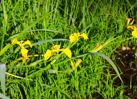 yellow flowers on the river bankの写真素材