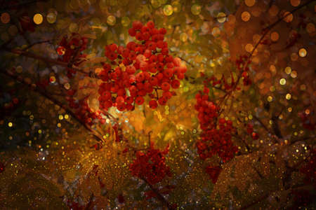 Rowan berries, bokeh effect wallpaper / macro photographyの写真素材