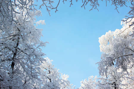 Snowy winter beauty. Frosty trees and branches in a snowy forest. branches in the snow against the sky. Beauty sunny winter backdrop. Wonderland.の写真素材