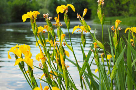 Yellow iris closeup grows on the banks of the Volga Riverの写真素材