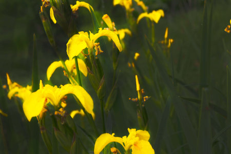 irises with dimming effect bright yellow spots