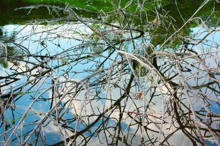tree with branches fallen into the river reflected in the river sky beautiful backgroundの写真素材