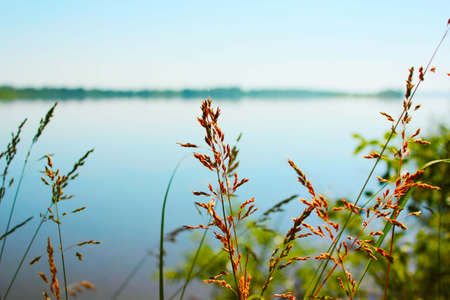 dry grass on a background of a picturesque river close-up on a sunny dayの写真素材