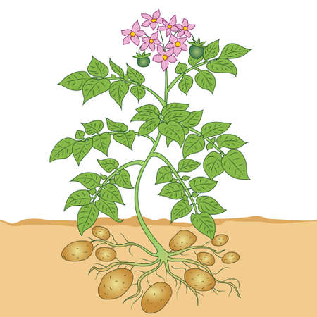 potatoes grow in the ground with leaves flowers and fruits. farm, the fruits of the potato. flowers of potatoes. vegetablesのイラスト素材