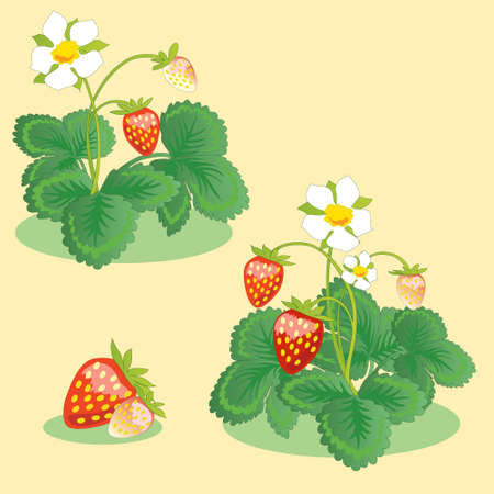 strawberry on a Bush on a yellow background forest berry. wild berryのイラスト素材