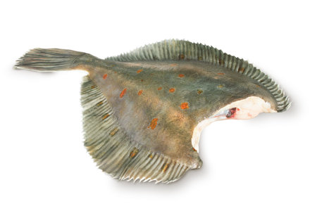 fresh raw plaice fishes on white background 