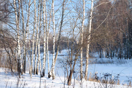 Birch alley in a winter forestの写真素材