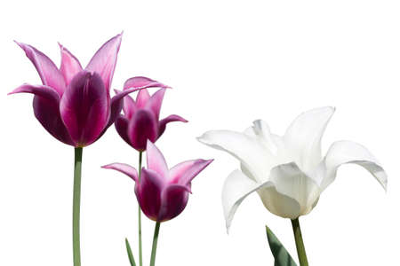 white and violet tulips on white backgroundの写真素材
