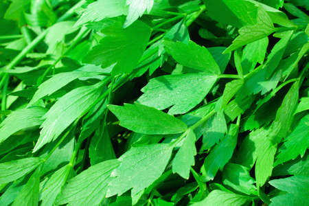 Fresh green celery backgroundの写真素材