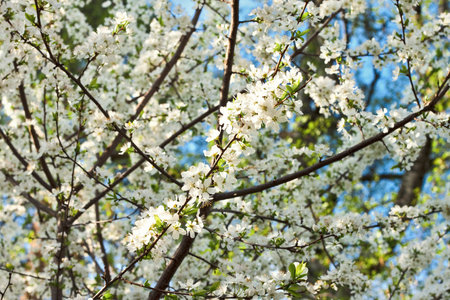blossomed cherry on blue sky background