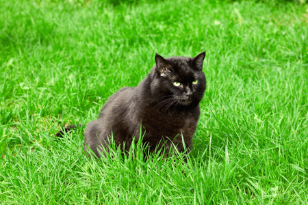 black cat in a meadow