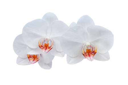 orchid flower on white backgroundの写真素材