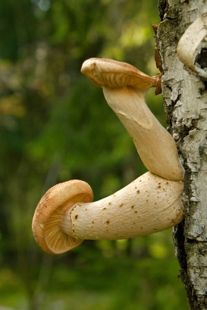 honey mushrooms growing at tree