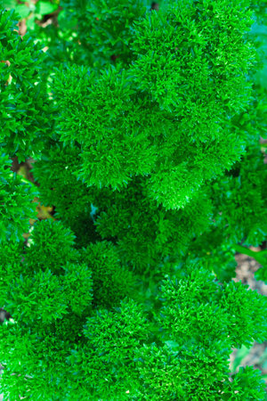 curly parsley in a gardenの写真素材