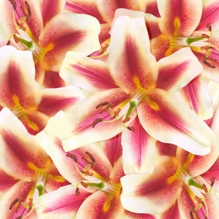 lily flowers backgroundの写真素材