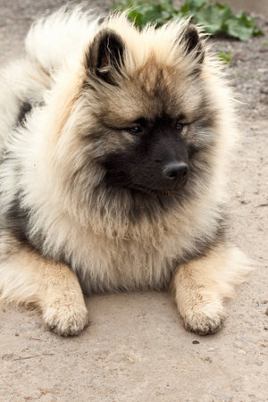 cream and black pomeranian spitzの写真素材