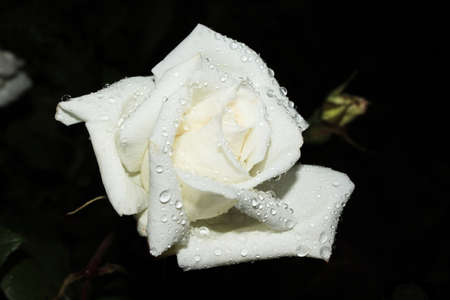 wet white rose on a black backgroundの写真素材