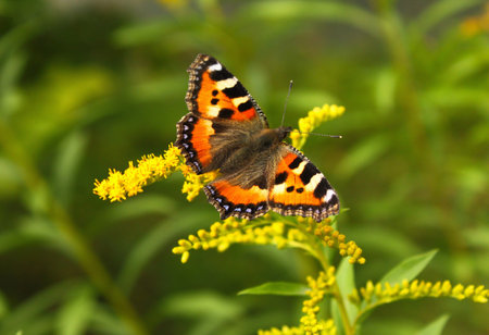butterfly in a gardenの写真素材