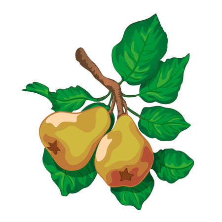 branch of a ripe pears with green leavesのイラスト素材
