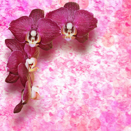 burgundy orchid flowers on a vintage backgroundの写真素材