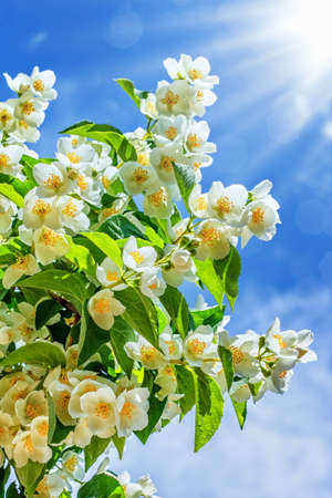 Jasmine flower growing in garden with sun rays and blue skyの写真素材